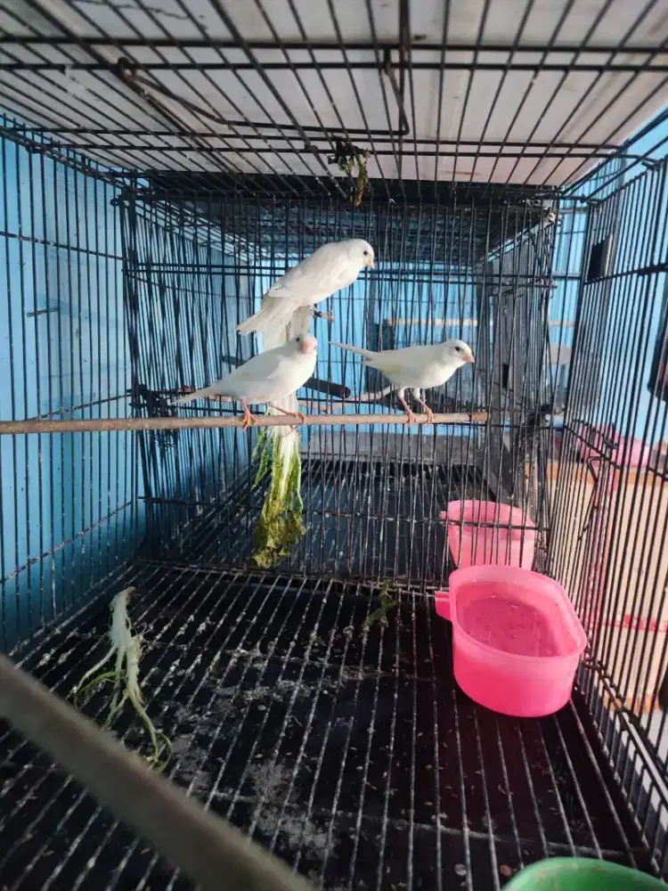 Kenari betina putih siapan produksi