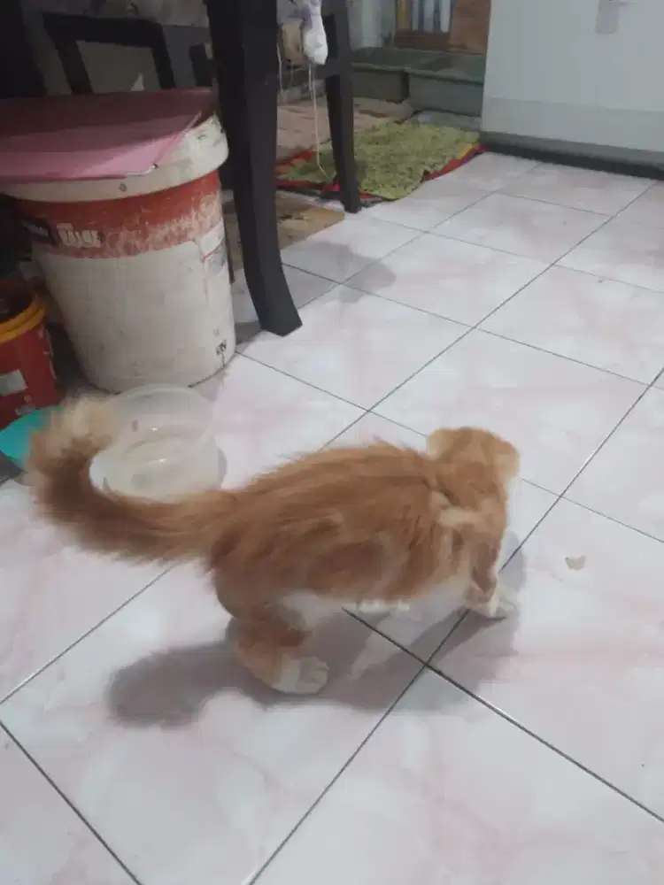 Kucing 2 bersaudara kandung aktif lucu sehat Monggo