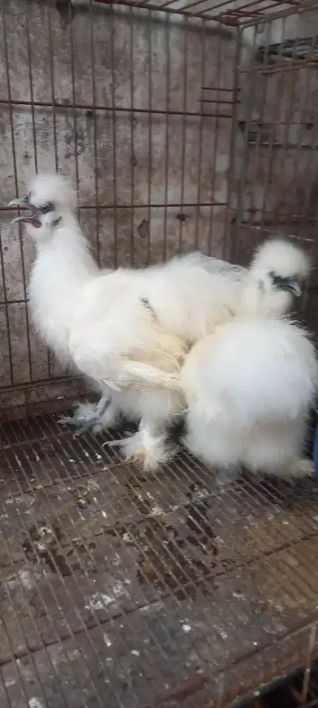 Ayam america silky sepasang