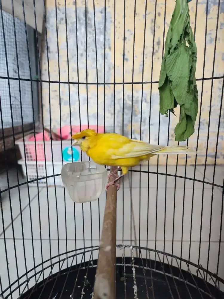 Burung kenari gacor jambul stabilo