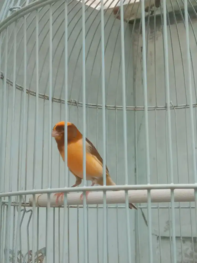 Kenari Gacor Plus Kandang