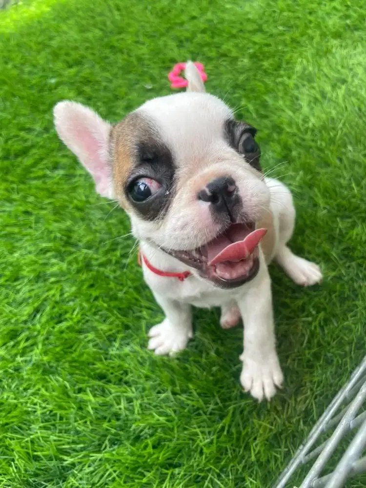 French bulldog betina