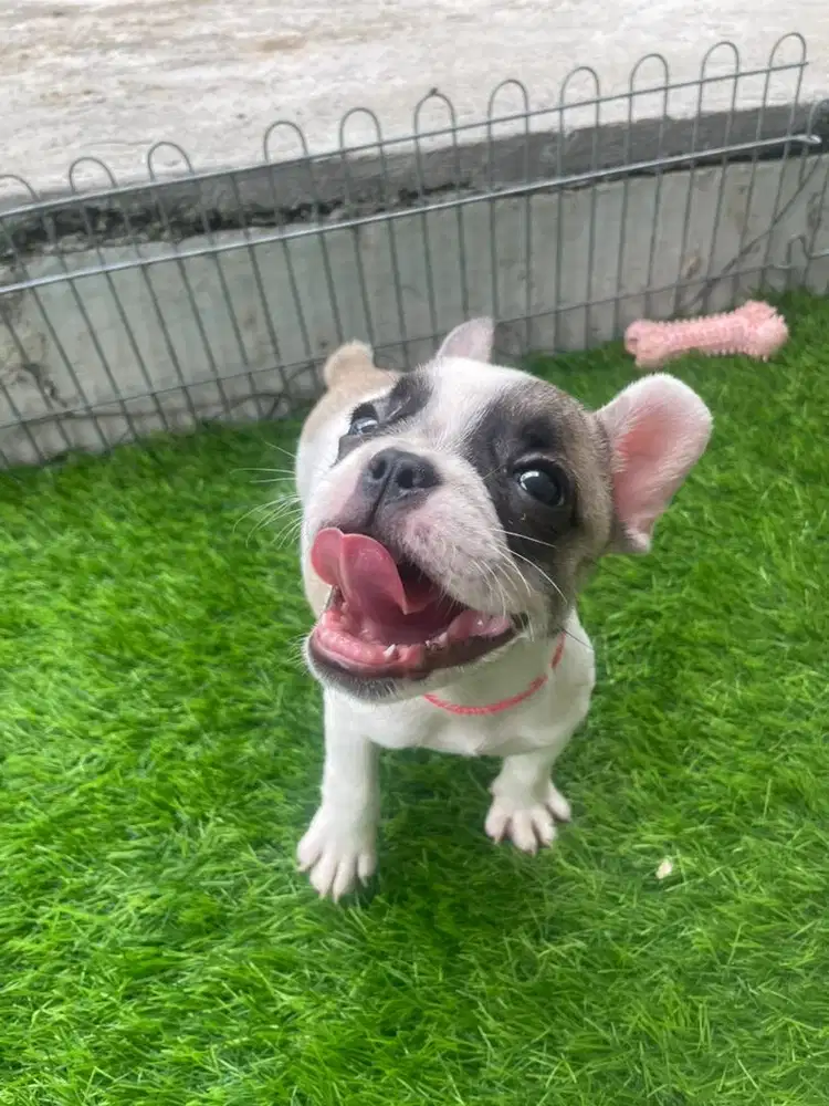 French bulldog betina