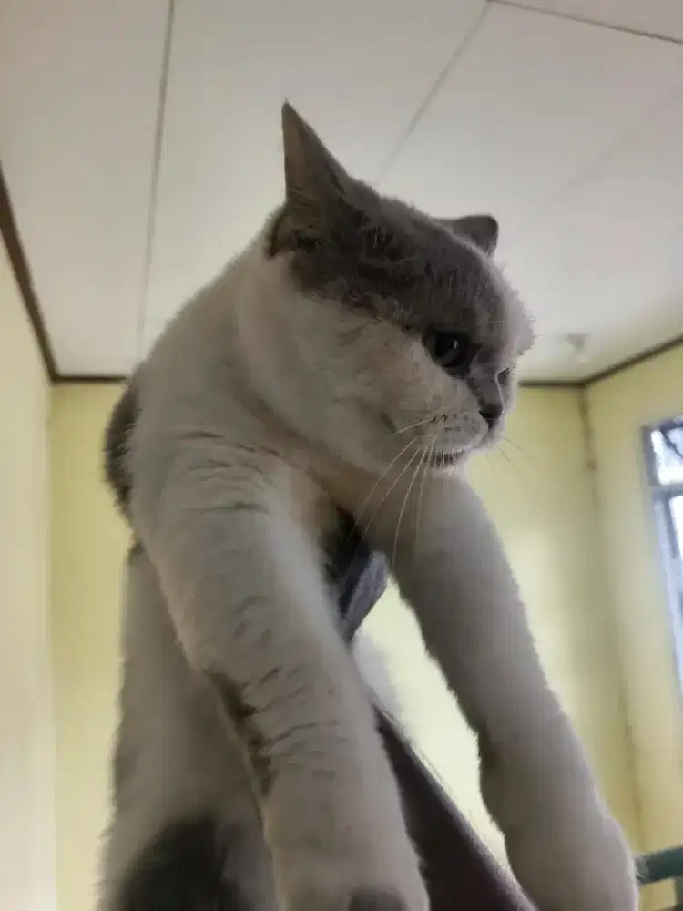 Bsh british short hair bicolour betina 3 thn non ped