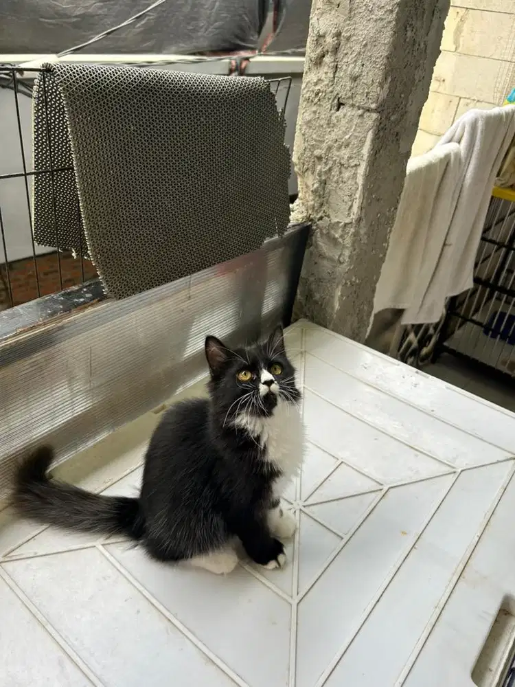 Kitten persia betina bigbone