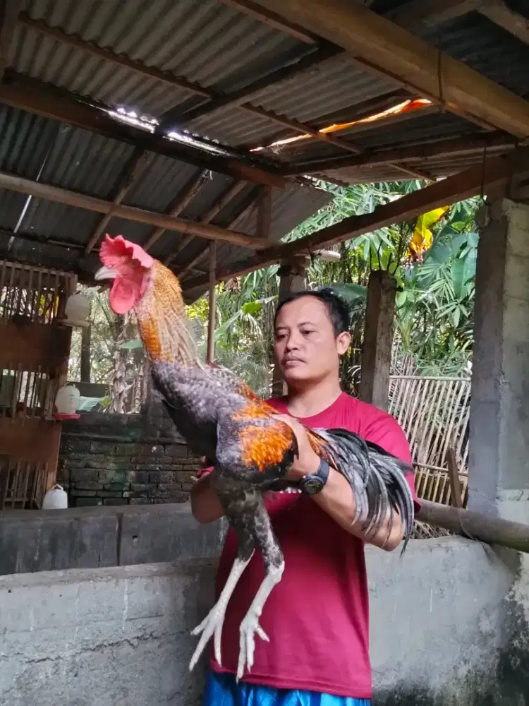 ayam pelung muda jumbo trah bagus