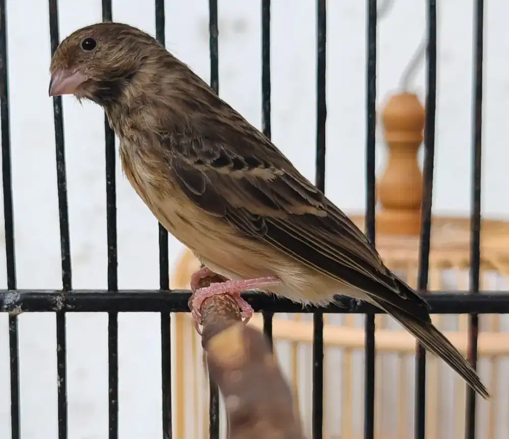 Blackthroat Betina Siapan