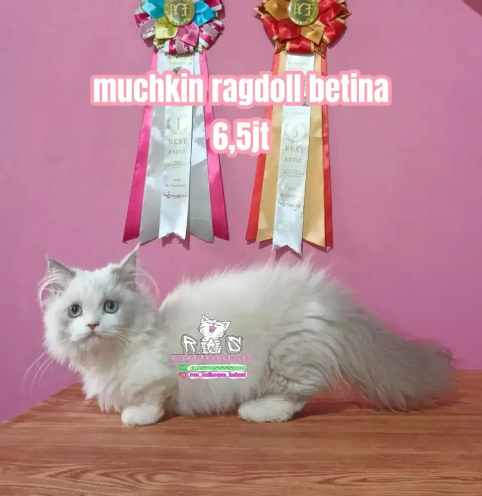 Kucing munchkin ragdoll lucu lucu