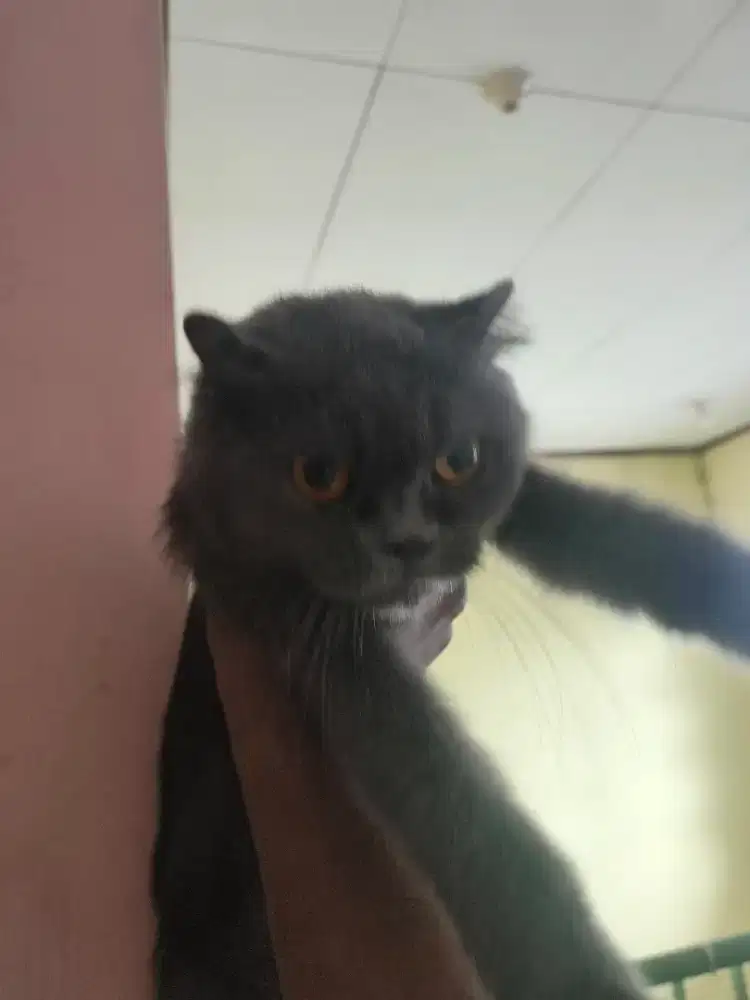 Kucing Scottish fold betina 3,5 thn single fold