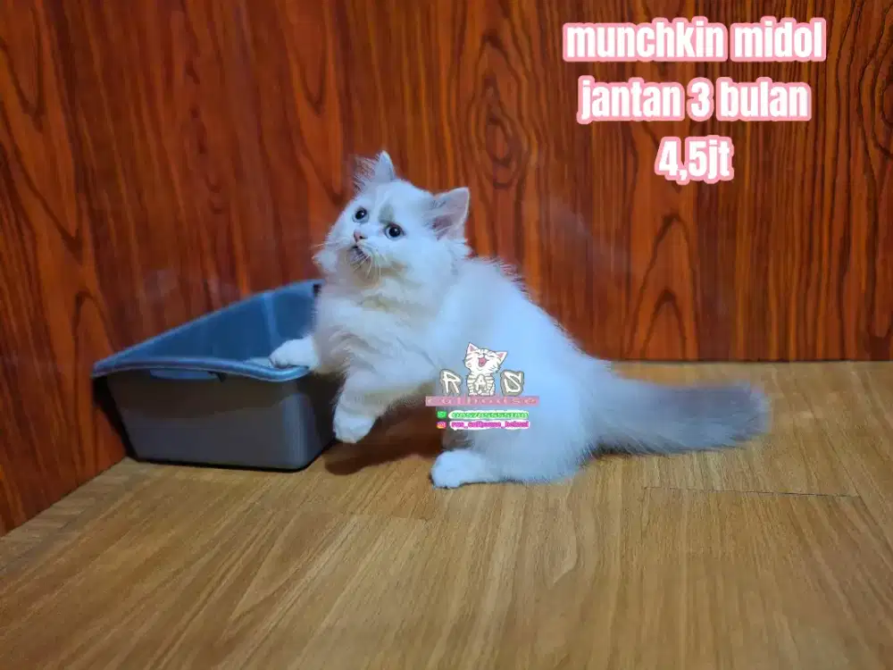 Kucing munchkin ragdoll llucu lucu