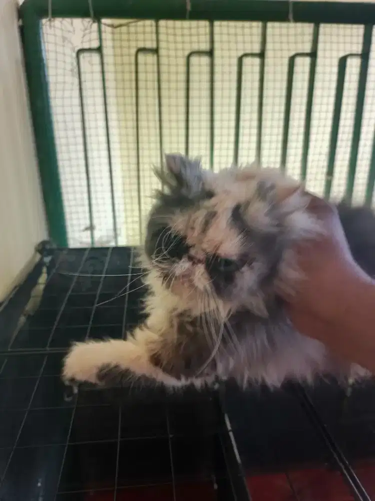 Kucing flatnose 3th betina