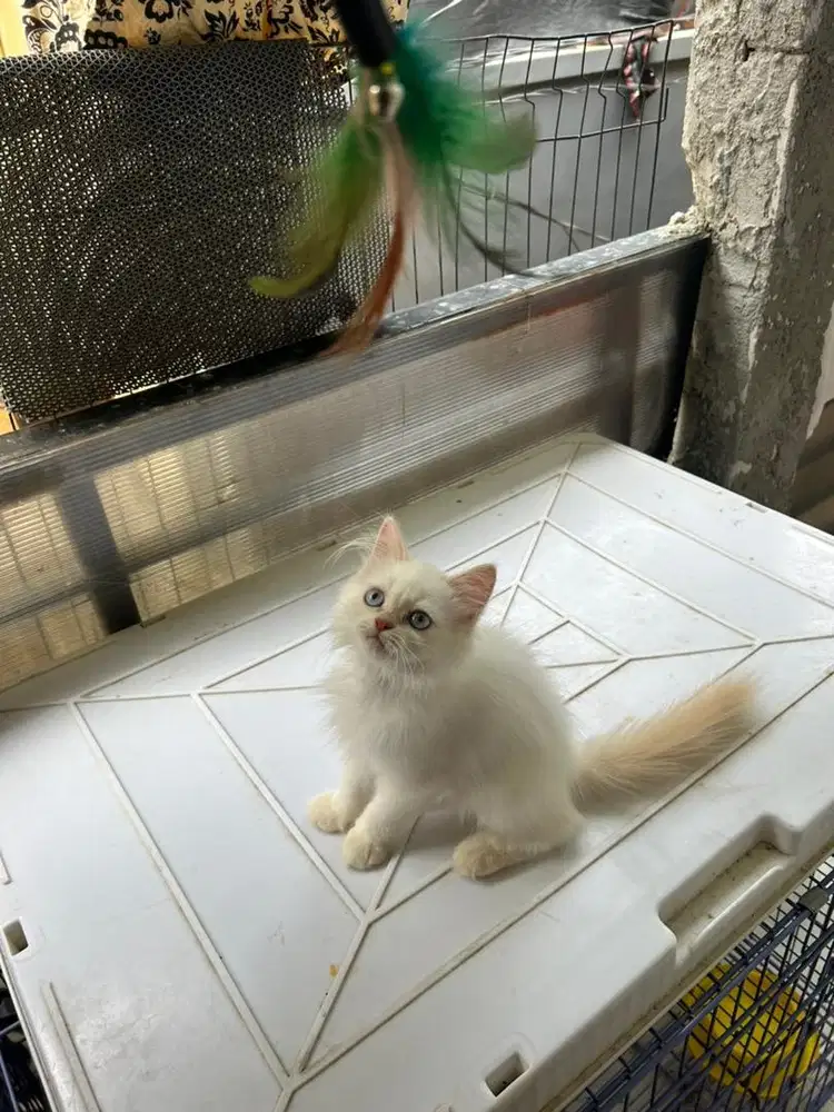 Kitten persia himalaya