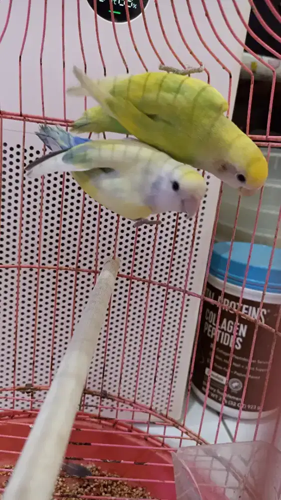 Sepasang LB NK pied DNA