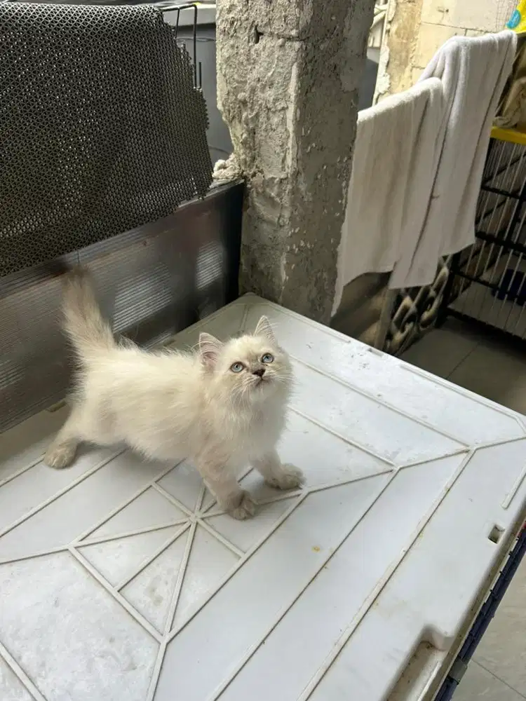 Kitten persia himalaya
