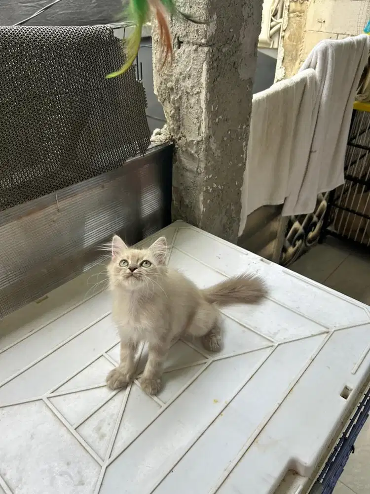 Kitten persia himalaya