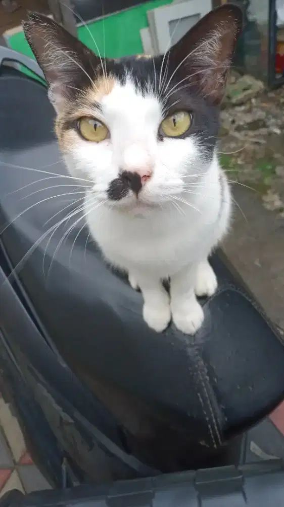 Cari kerjaan buat infalan lebaran