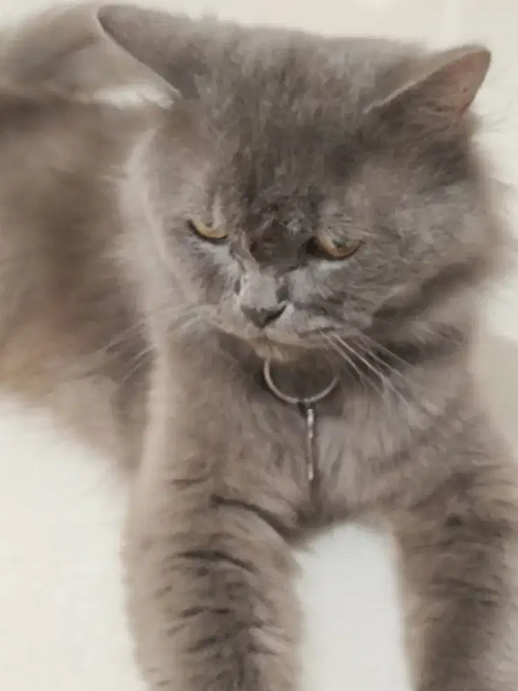 Kucing abu bulu kapas perlu pasangan pacak gratis