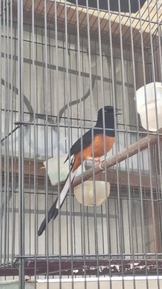 kandang burung murai batu