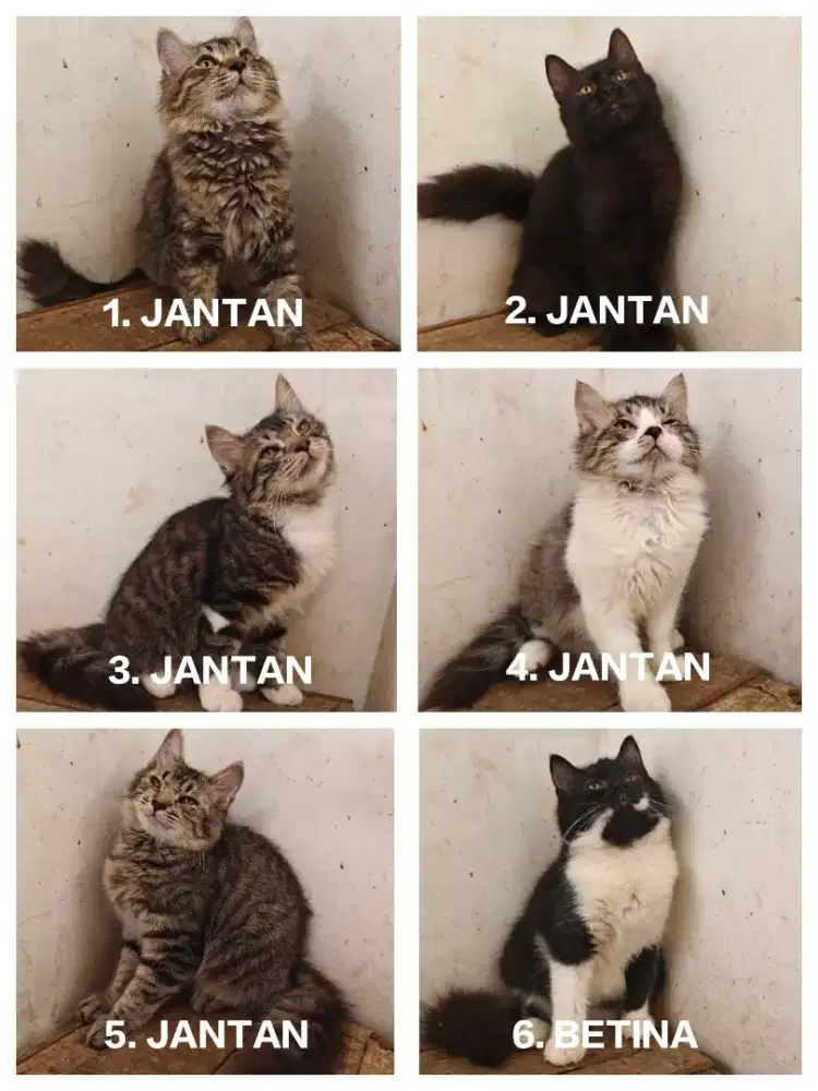 Kucing Kitten Persia 4 bln