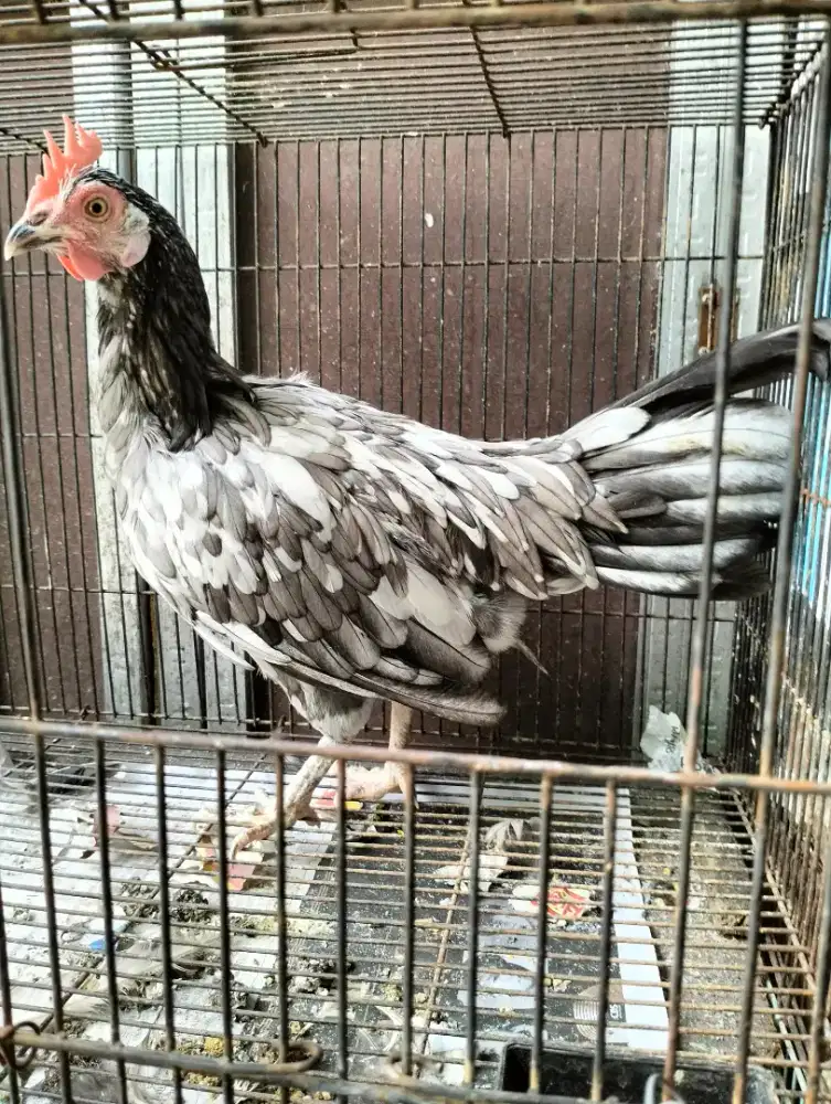 Onagadori Jepang Betina Warna Jarang Ada