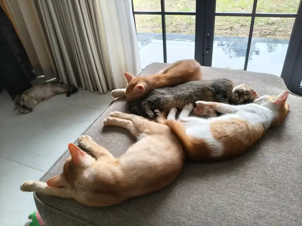 Free Adopt, Anak Kucing Mixdom, Usia 3 Bulan