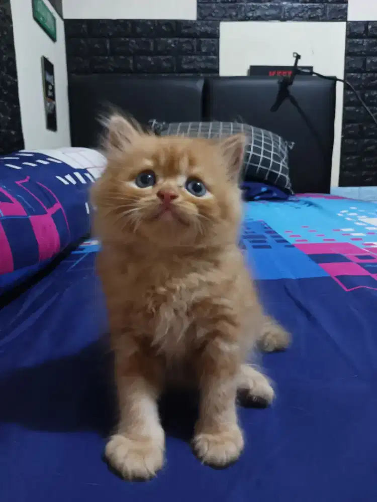 kitten persia flatnose