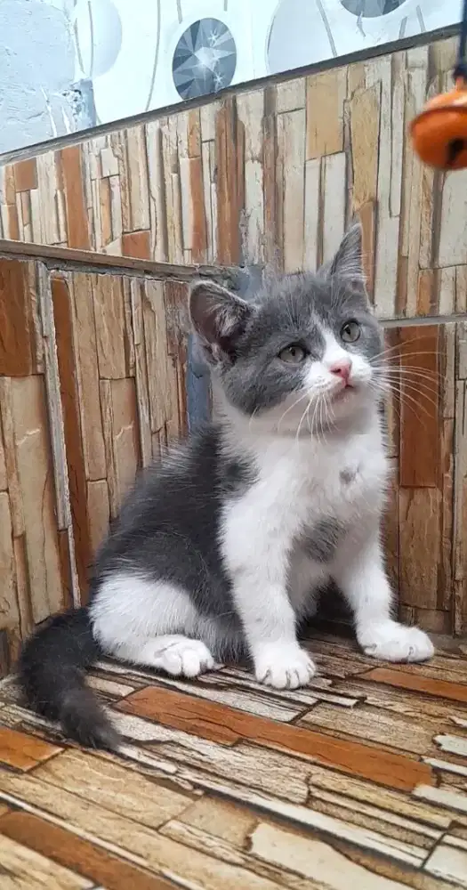 Kitten British shorthair