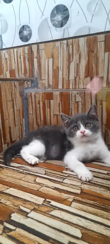 Kitten British shorthair