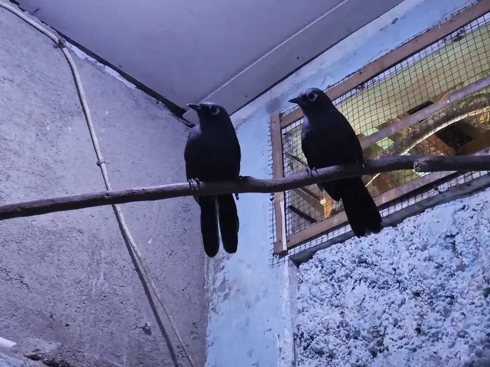 Sepasang burung Poksay Mantel