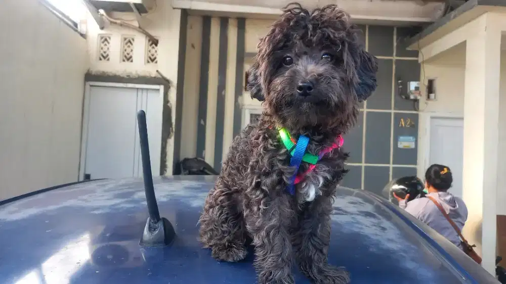 Anjing Poodle Stambum 2 Ekor (1.7 Juta)