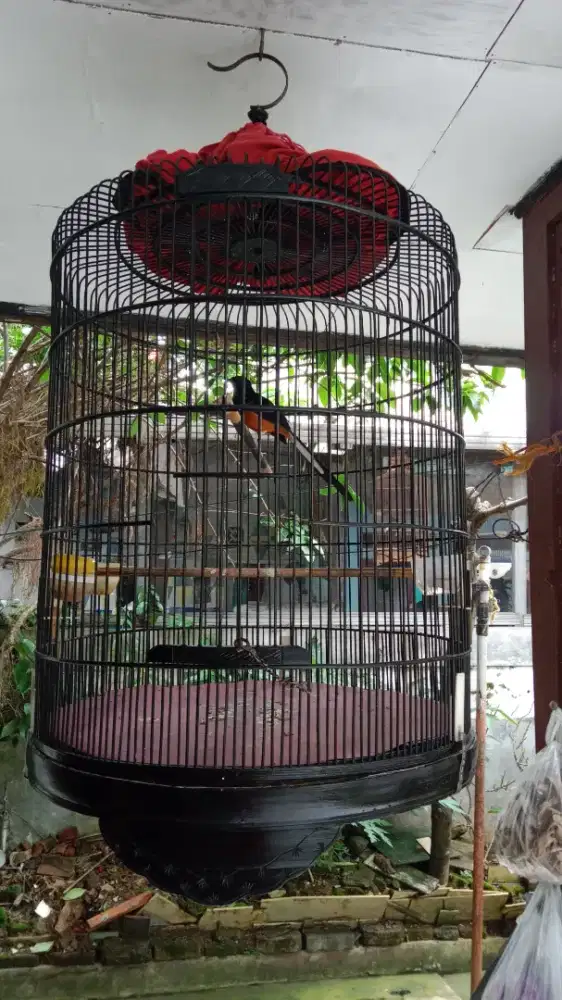 Jual murai batu Medan fullset