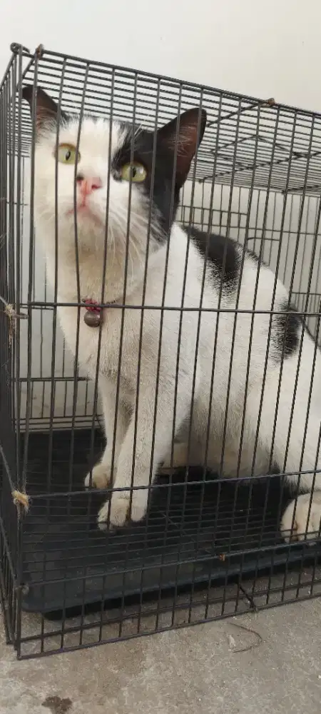 Kucing bon² blackwhite