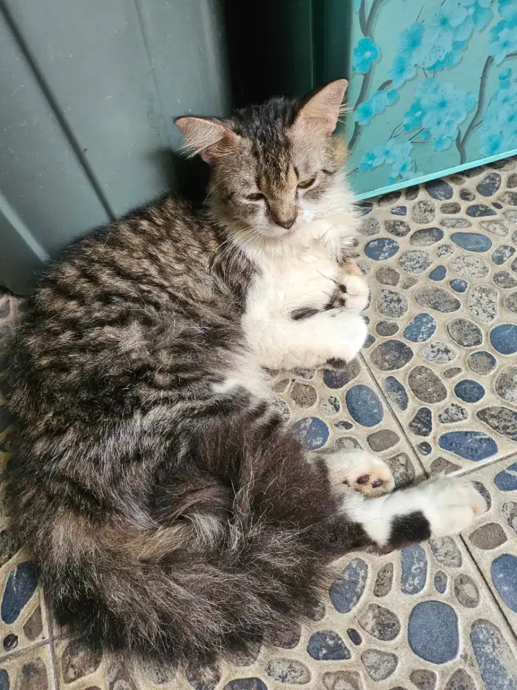 Kucing Persia jantan