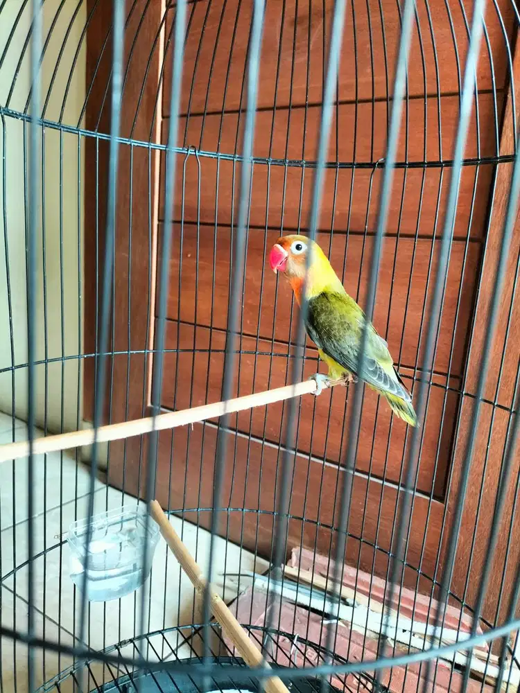 Lovebird baby olive
