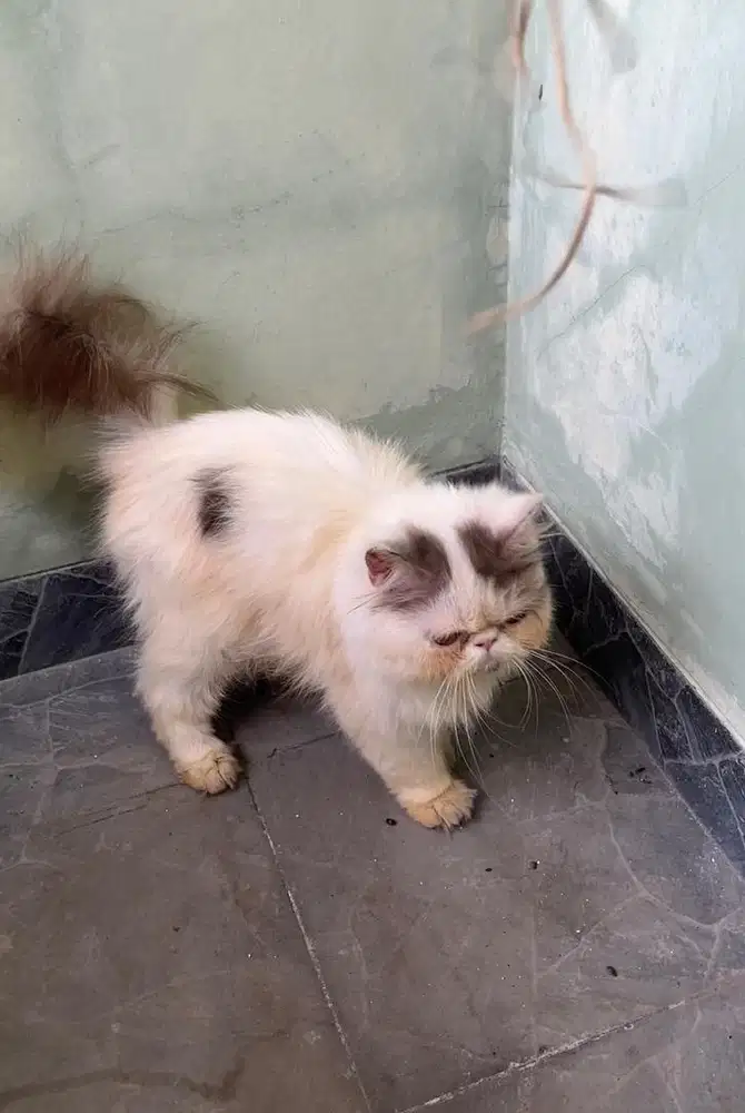 LA Cepat Kucing Persia Peaknose