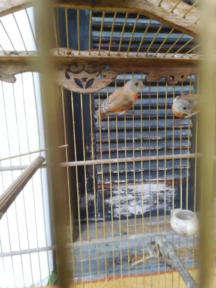 Red Siskin DD Betina Siapan