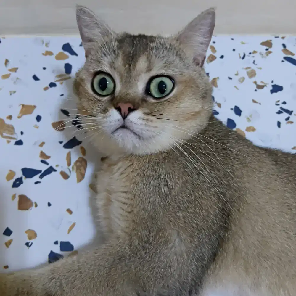 British shkrt hair pure jantan 7 bulan free black persia betina