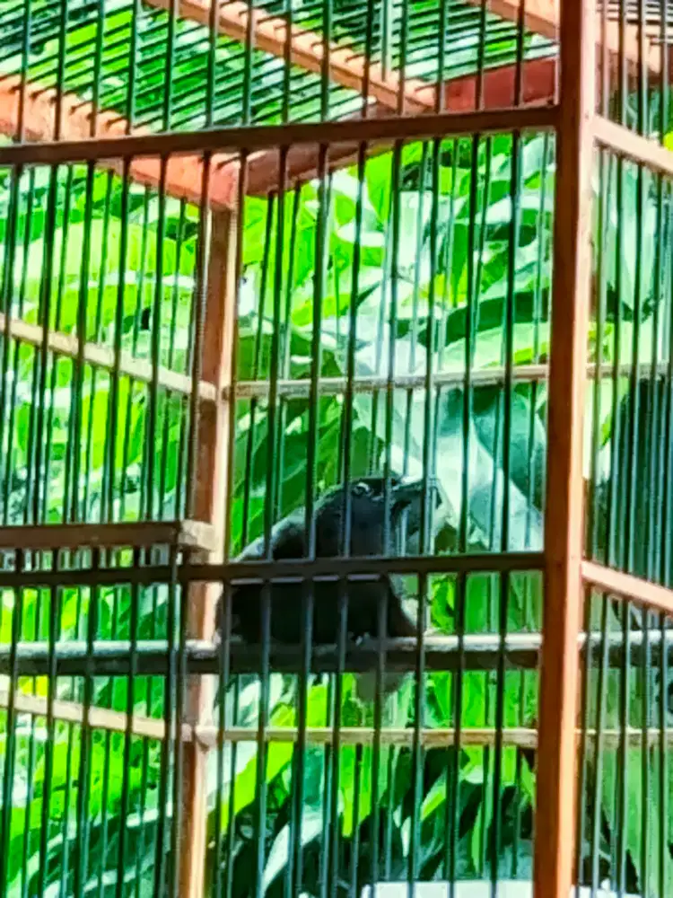 Burung Kedasih hitam