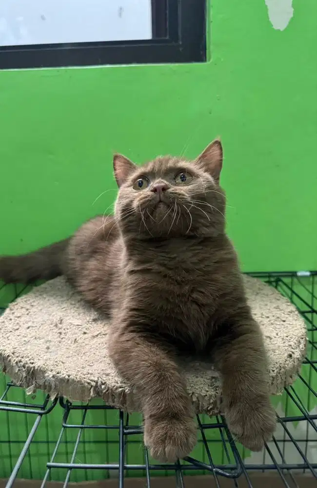 Kucing cinamon betina