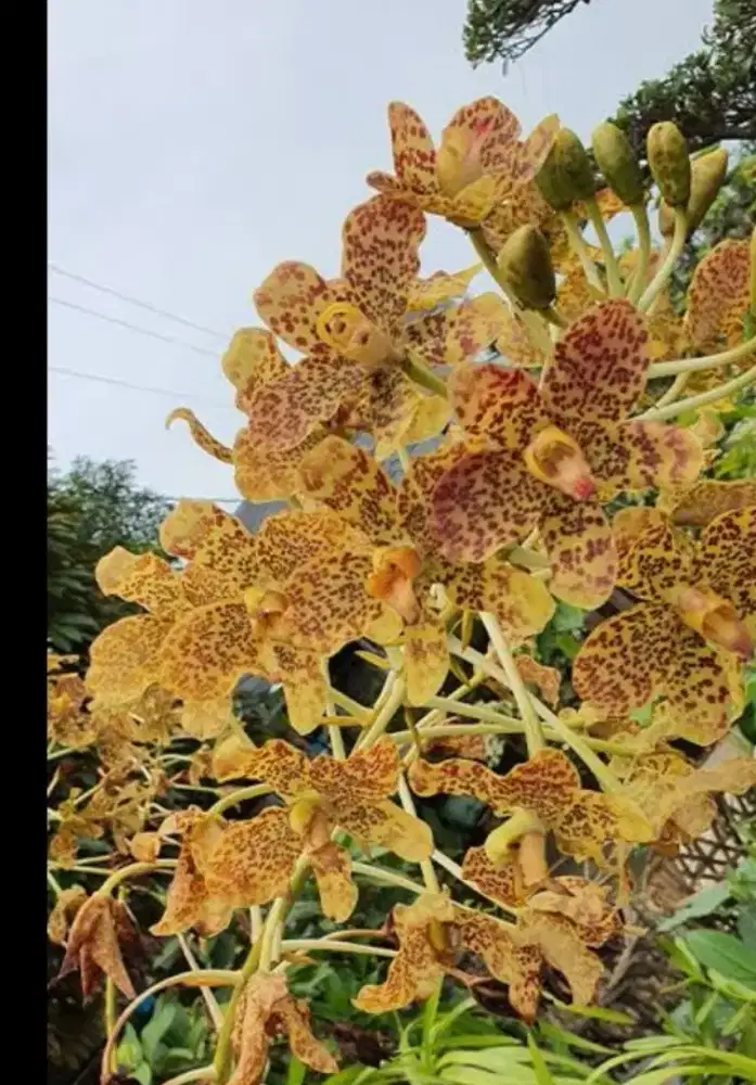 Tanaman Anggrek Macan dg tinggi lebih 2 meter + Pot nya sekalian.