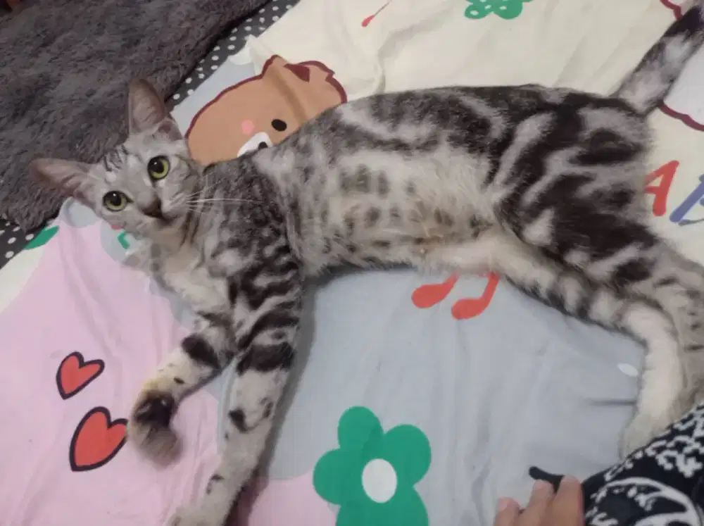 Kucing mix breed betina proven