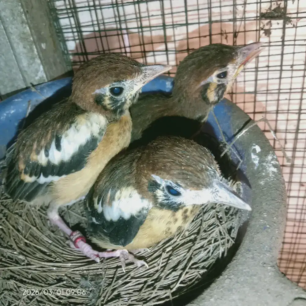 Lolohan anis kembang