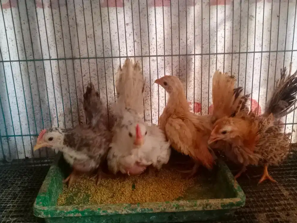 Anakan Ayam Kate kaki pendek/ceper