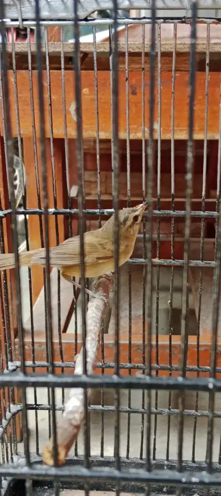 Kerak basi (sinchan)