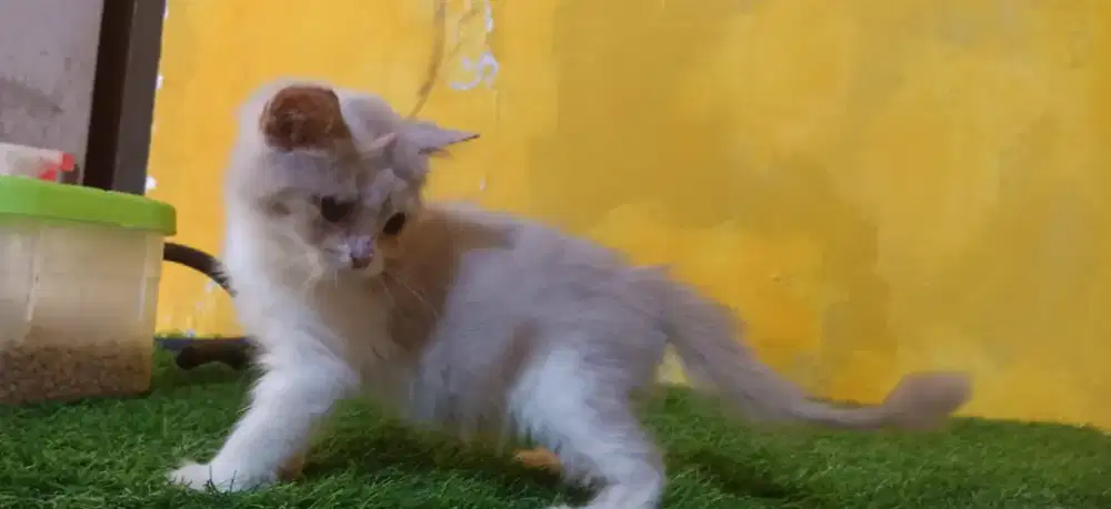 British shorthair lilac bicolor