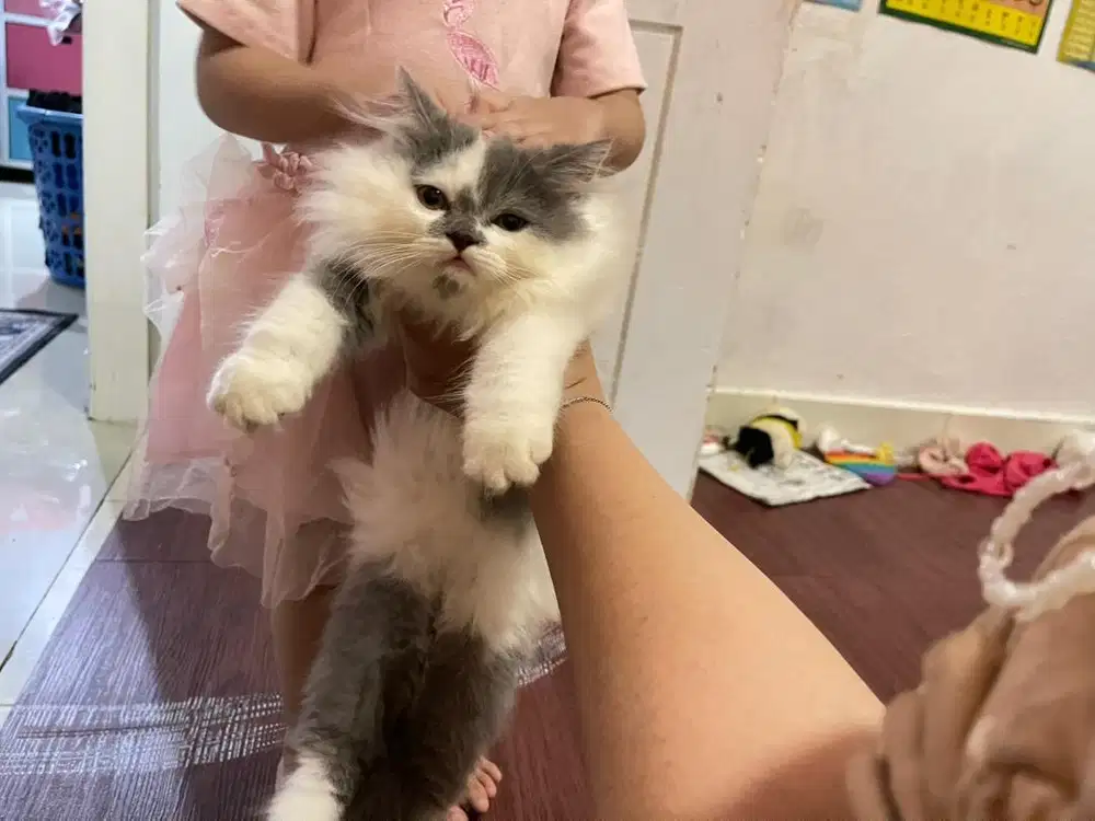 Lepas adopt kucing persia sehat lucu gemoy