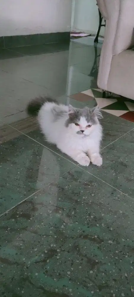 Lepas adopt kucing persia sehat lucu gemoy