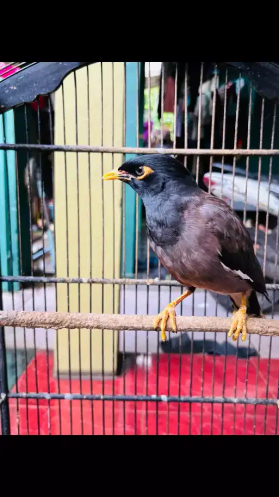 Jalak Nias Sudah Bunyi Rajin