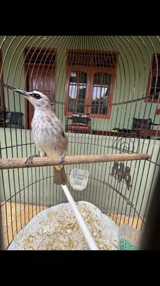 Trucukan sudah bunyi Ngeropel