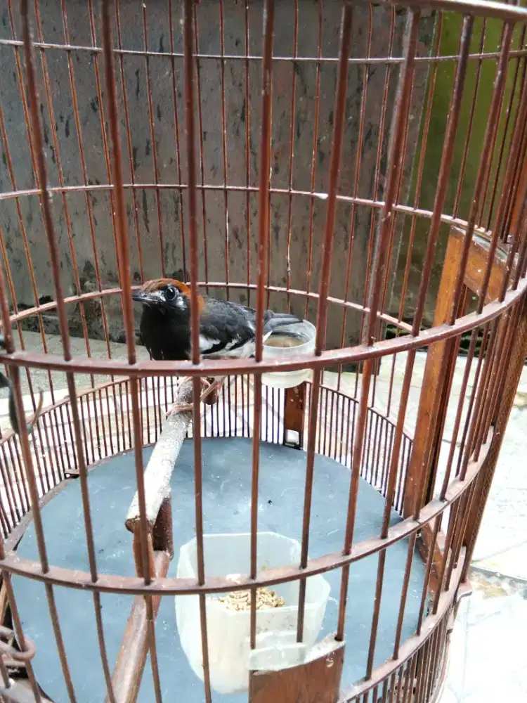 Anis kembang ngriwik